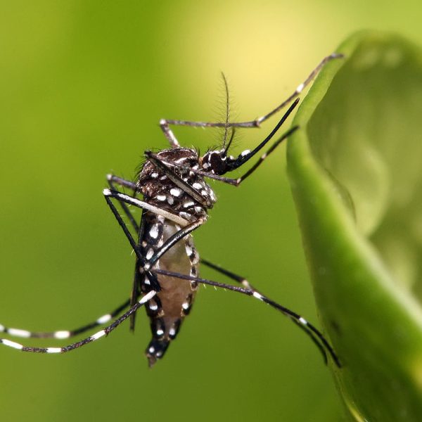 1280px-Aedes_aegypti